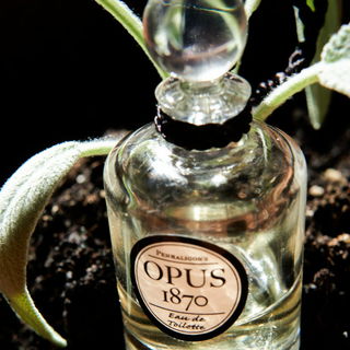 Weich gebettet auf würzigen Wolken