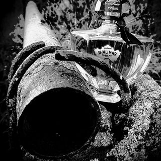 Shalimar Millésime Vanilla Planifolia - Guerlain