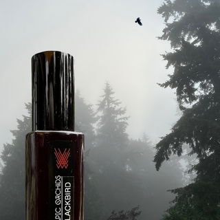 Herbstnebel zum Abschied