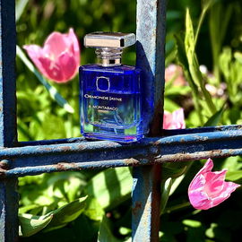 Verano / Montabaco Verano - Ormonde Jayne