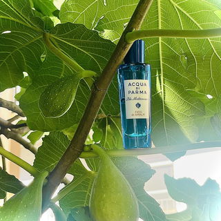 Fico di Amalfi von Acqua di Parma