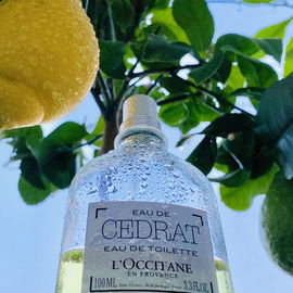 Citrus medica