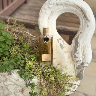 Rose Oud von Nicolaï