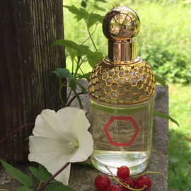 Aqua Allegoria Grosellina - Guerlain