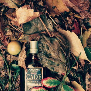 Eau de Cade (Eau de Toilette) - L'Occitane en Provence