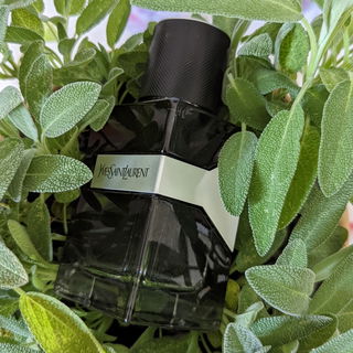 Y (Eau de Parfum) von Yves Saint Laurent