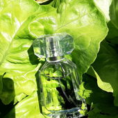 Ein beschwingter Duft, so knackig-frisch wie grüner Salat aus dem Beet. (von Gold)