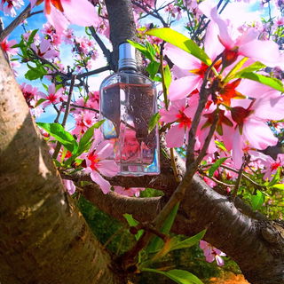 Fleurs de Cerisier / Cherry Blossom (Eau de Toilette) - L'Occitane en Provence