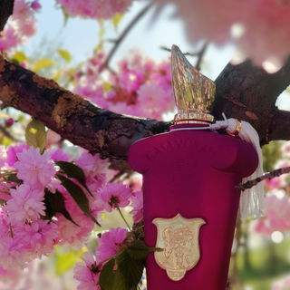 Casamorati - Italica by Xerjoff