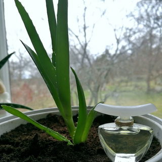 von MissGuerlain