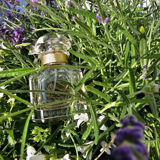 Mon Guerlain (Eau de Parfum) von Guerlain