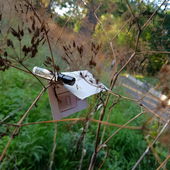 Fundstück, schwebend gewiegt (von CharlAmbre)