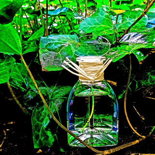 Ortie Blanche / Herbae - L'Occitane en Provence