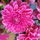 Rosenrot1302
