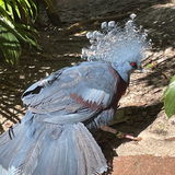 abylidae