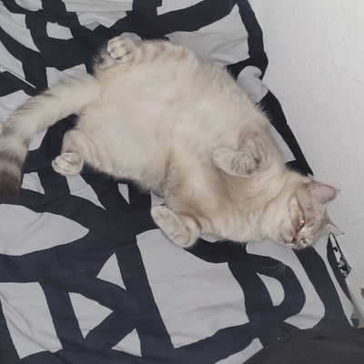 YuMuK