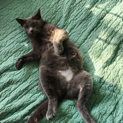 jillbo