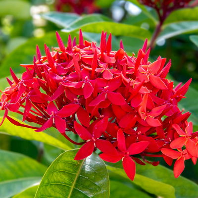 ScentStar