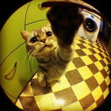 Sommy