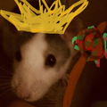 TiBe