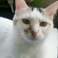 Lisian