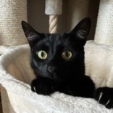 Lokitty