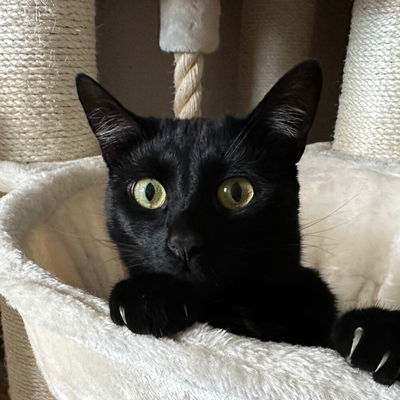 Lokitty