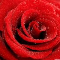 FlowerRose