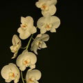 blackorchids