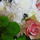 Silberrose