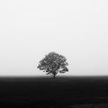 DAVID043329