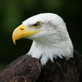 qlertyp