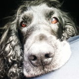Sighthound