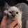 Babycat