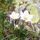 Parnassia