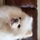 Puffkins