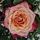 Leonies28
