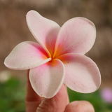 Plumeria02