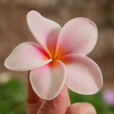 Plumeria02