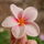 Plumeria02
