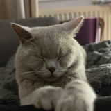 Furry
