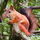Squirrelman