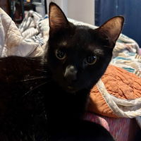 Tchuli