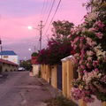 TheaSanchez