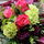 Flora16