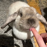 Parfumbunny