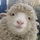 Lemonsheep