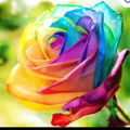 Ninechat