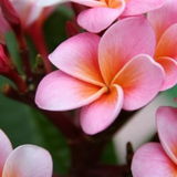 Plumeria
