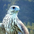 Arryn